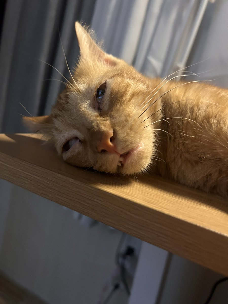gomenacai_'s tweet photo. oi, gagu😅😅😅 ampanget matulog ng pusa k😭😭😭😭😭😭😭😭 https://t.co/891ONsf4hv
