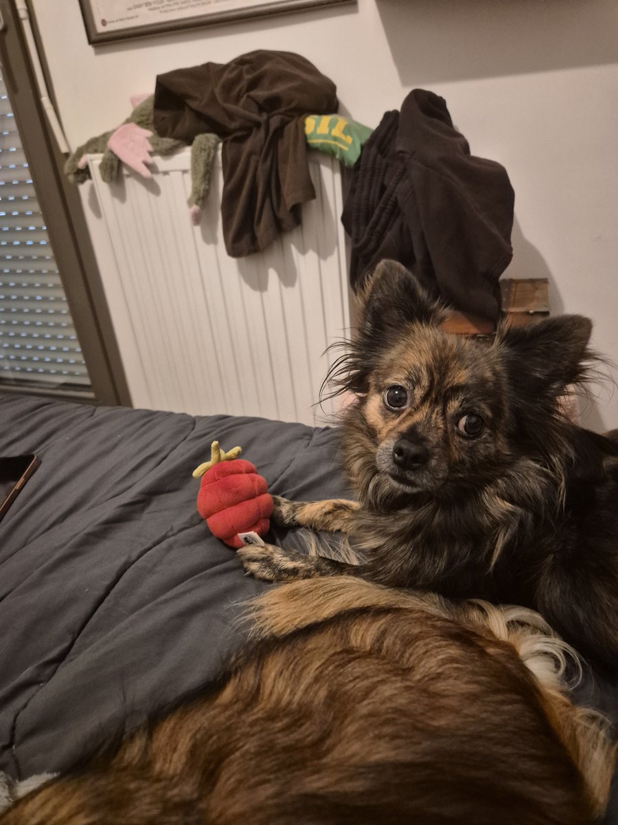kyrvnte's tweet photo. les minus qui ont leur premier jellycat !!! https://t.co/3KkJKluGFf