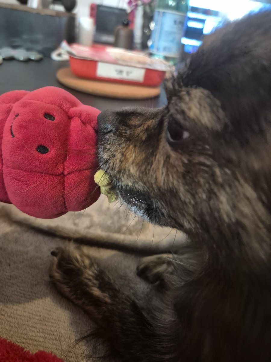 kyrvnte's tweet photo. les minus qui ont leur premier jellycat !!! https://t.co/3KkJKluGFf