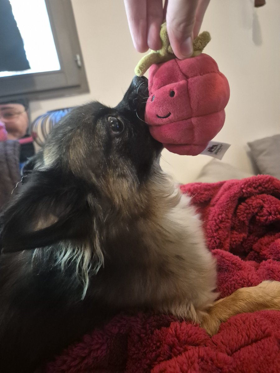 kyrvnte's tweet photo. les minus qui ont leur premier jellycat !!! https://t.co/3KkJKluGFf
