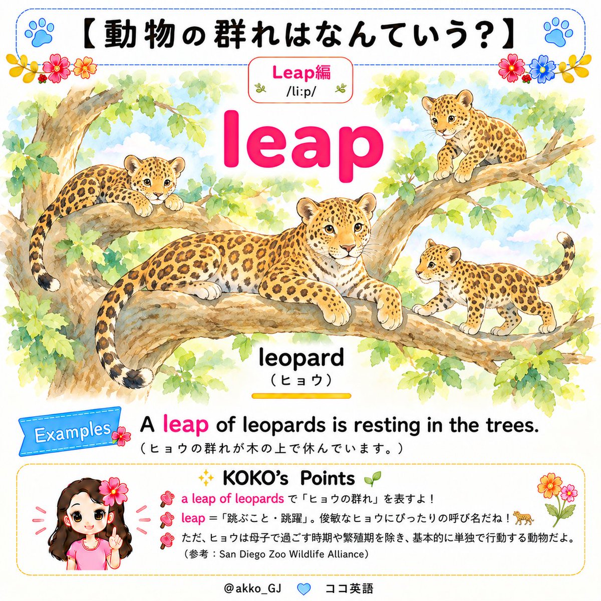 akko_GJ's tweet photo. 【動物の群れはなんていう？】シリーズ2 / Leap編🐆

leap /liːp/

a leap of leopards
「ヒョウの群れ」

＊走るのが速く、ジャンプ力も抜群のヒョウ！
“leap”って言い回し、ピッタリだよね😌

＜今日の単語＞
・leopard /ˈlep.ɚd/ https://t.co/PUYp6IyFmG