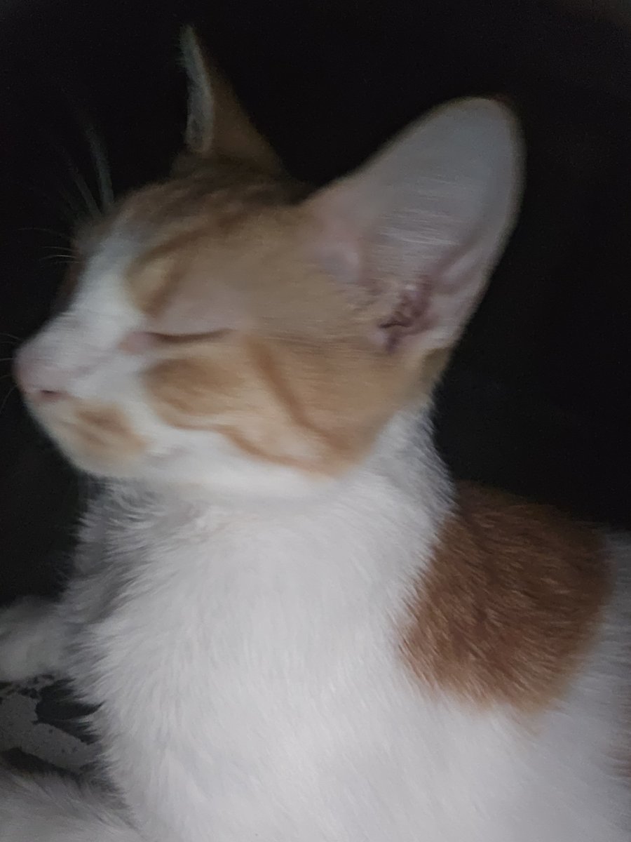 SoftDecayTito's tweet photo. And this fucker keeps waking me up with his bites and putting his balls up on my face https://t.co/s1x1XL0mFt