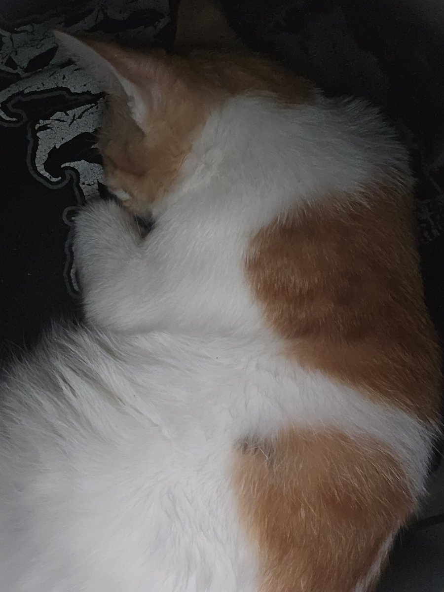 SoftDecayTito's tweet photo. And this fucker keeps waking me up with his bites and putting his balls up on my face https://t.co/s1x1XL0mFt