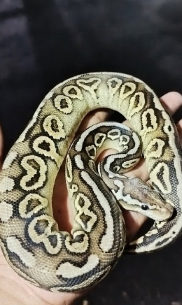 StelFloAl's tweet photo. 🐛 https://t.co/3KPCPu89gX