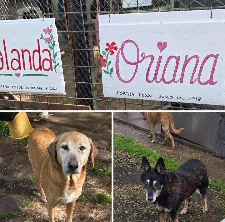 ComoNoAdorarlos's tweet photo. Somos HOLANDA💗 y ORIANA💗 amigos 👋esperamos desde septiembre 2021 y Junio 2018😥en @_ACPLA Refugio Palomar una familia👪  Somos dulces, castradas, vacunadas.. PARA ADOPTARNOS MANDÁ WHATSAPP🙏 AL
📱114027-6717 🫶 nos llevan a domicilio hasta CABA👇
#adopcionresponsable https://t.co/d0VpJuG7mW