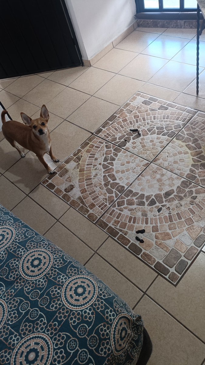 _THRACIAN_619's tweet photo. @HELA_MORE Vivo en la alcaldía Iztapalapa, no solo le puedo dar recuerdo, puedo adoptarla.
Justo tengo a otra princesa del mismo tamaño.
Solo necesito saber cómo está en cuanto a vacunas y desparasitación. https://t.co/vpKtRjbMEI