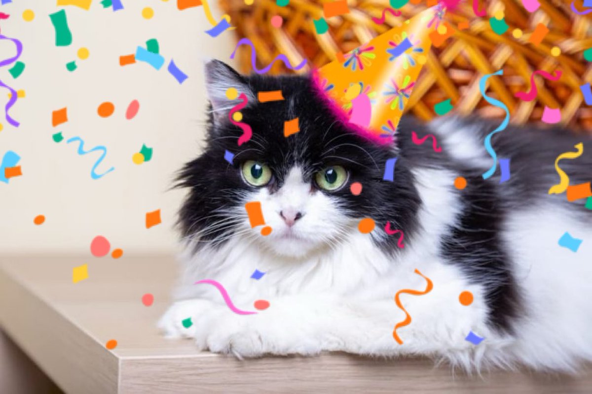 SillyKittiesCS tweet picture