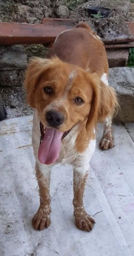 MissingTarn81's tweet photo. 06.10.26 Perdu chien Epagneul Breton à Carmaux (Ave de Rodez). "Oréo". Tél : 06 11 18 40 66 ou contact https://t.co/mSJHkzeP7Y #Tarn https://t.co/c8s2Zd6Sam