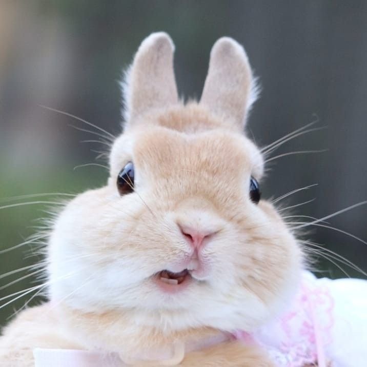 powdercrab's tweet photo. bunny sunoo🐰🐇 𑣲₍ ᐢ. .ᐢ₎ https://t.co/aFUcMKnxbx