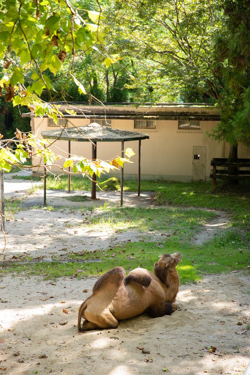 aonihikarete's tweet photo. ＃安佐動物公園 https://t.co/qiHpNDhj6i