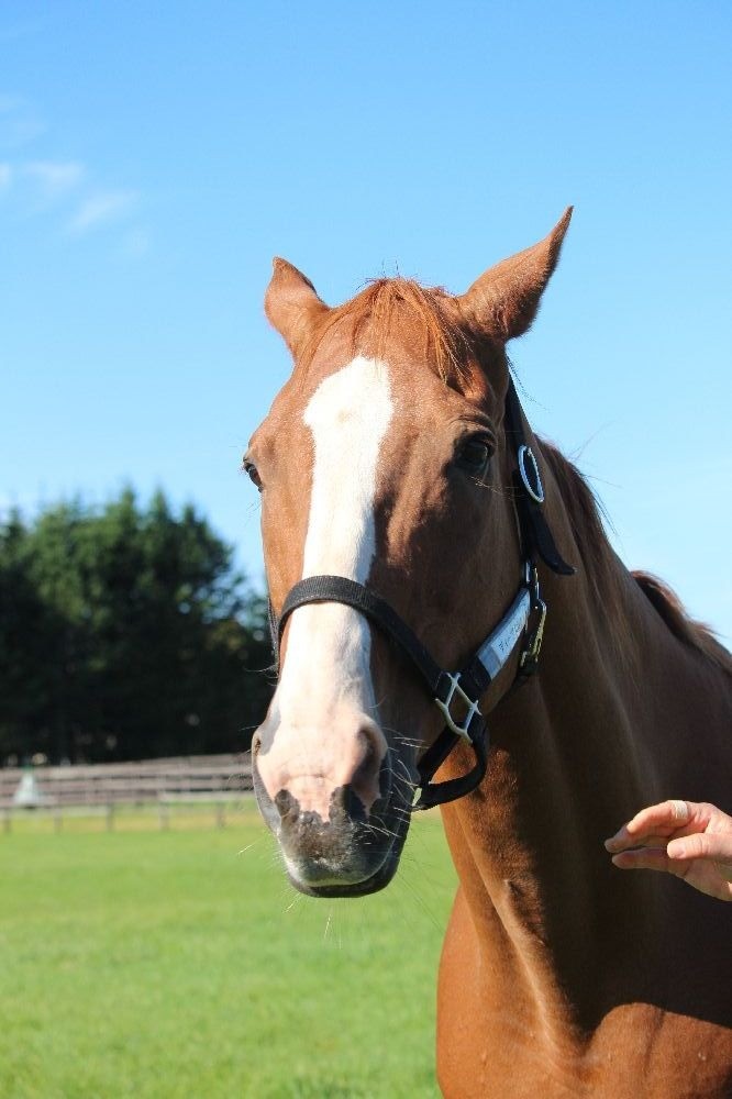 rhainfo's tweet photo. ホース・フレンズだより 更新🐎
https://t.co/NutYQ8SL8r

#ひだかホースフレンズ でくらす #ディープスカイ #メイショウボーラー 近況報告。2頭とも元気に夏を越しました！ 陽の光が当たると黄金に輝いて見えるディープスカイ。美しい栗毛も、近くで見ると白い差し毛が目立つようになってきました。21歳、高齢になってきましたが馬体に張りがあり、若々しいです。25歳のボーラーは、今年は夏バテもせず元気いっぱい！ スタッフさんからニンジンをもらってご満悦。放牧地の奥にやって来た鹿の群れを、口を開けたままじっと見つめていました。
#引退馬協会 #フォスターホース
#NNBD33対象馬