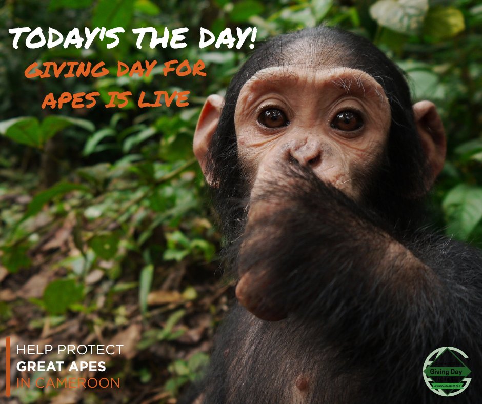 ApeActionAfrica's tweet photo. It's Giving Day for Apes, and we're live. 💚
Help us reach our goal 👉
https://t.co/rU7hpIyUvh
#GivingDayForApes https://t.co/Gl2d8B3qPm