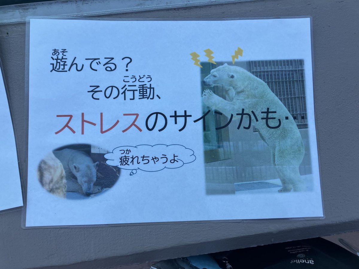kazurin_star31's tweet photo. ホウちゃんの水槽前
ホウちゃんに両手を振って気をひこうとしている人達が（何度もしていた）😱

お庭には注意の貼り紙が貼られたけど水槽前にはない
貼り紙がなくてもホウちゃんが疲れます
ホウちゃん以外の他の動物さん達にもしないでね

#ホウちゃん #ホッキョクグマ #天王寺動物園 https://t.co/kPYuMV9zrF