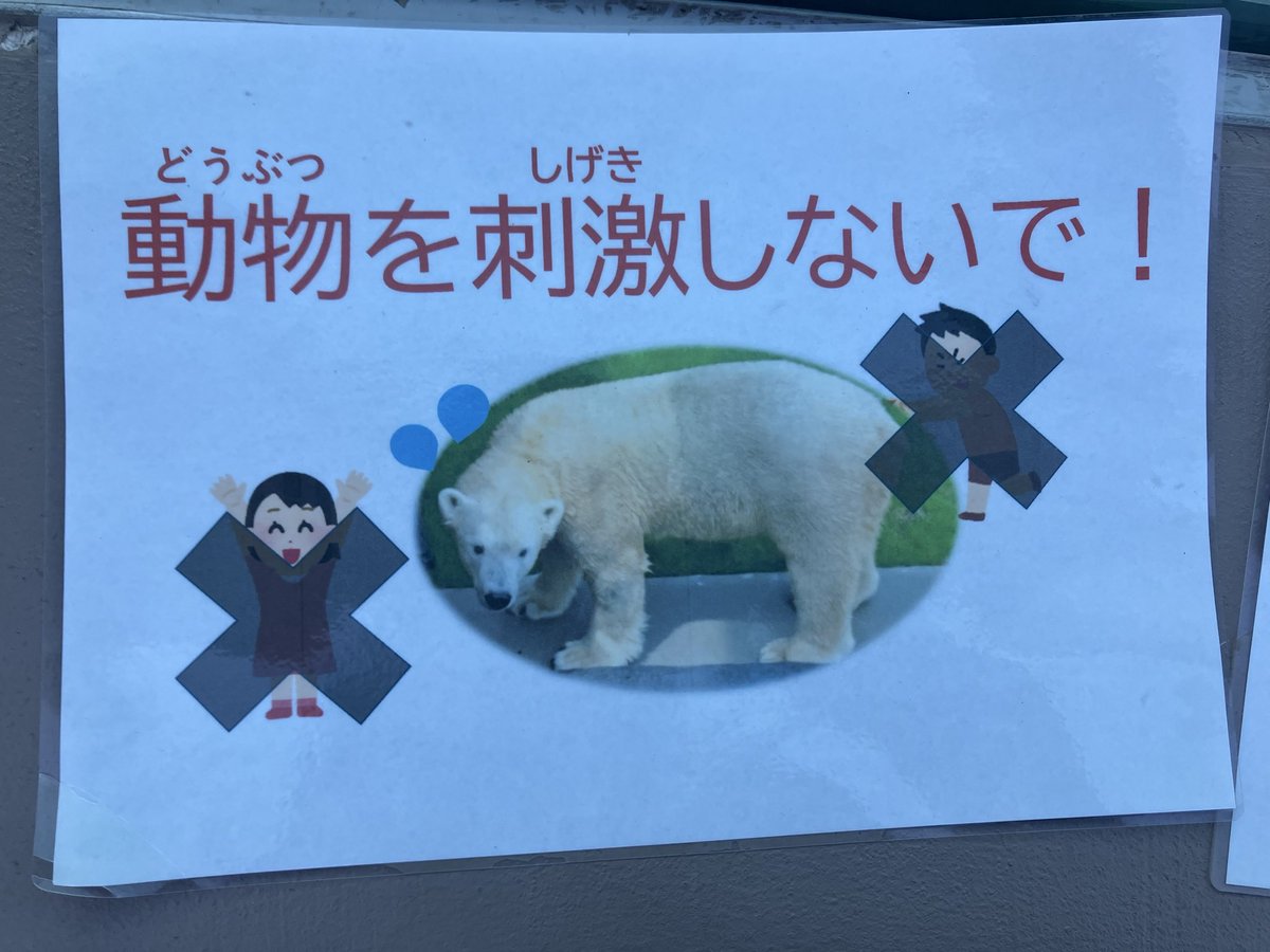 kazurin_star31's tweet photo. ホウちゃんの水槽前
ホウちゃんに両手を振って気をひこうとしている人達が（何度もしていた）😱

お庭には注意の貼り紙が貼られたけど水槽前にはない
貼り紙がなくてもホウちゃんが疲れます
ホウちゃん以外の他の動物さん達にもしないでね

#ホウちゃん #ホッキョクグマ #天王寺動物園 https://t.co/kPYuMV9zrF