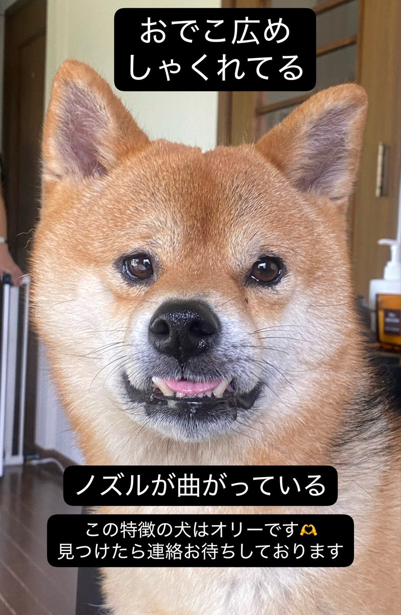 Olitheshiba's tweet photo. 下の歯が出てる柴犬を探しております🐕
ノズル(鼻)は右寄りに曲がってます 👃
似てる犬を見た事ありせんか？？

#迷子犬 #迷い犬 #保護犬 #千葉 #大網白里 #茂原 #東金 #長生 #一宮 #九十九里 #睦沢 #市原 #山武 #農家 #迷子犬オリー #柴犬 #豆柴 #迷った犬 #保護した犬 #保護 https://t.co/krByP83OII