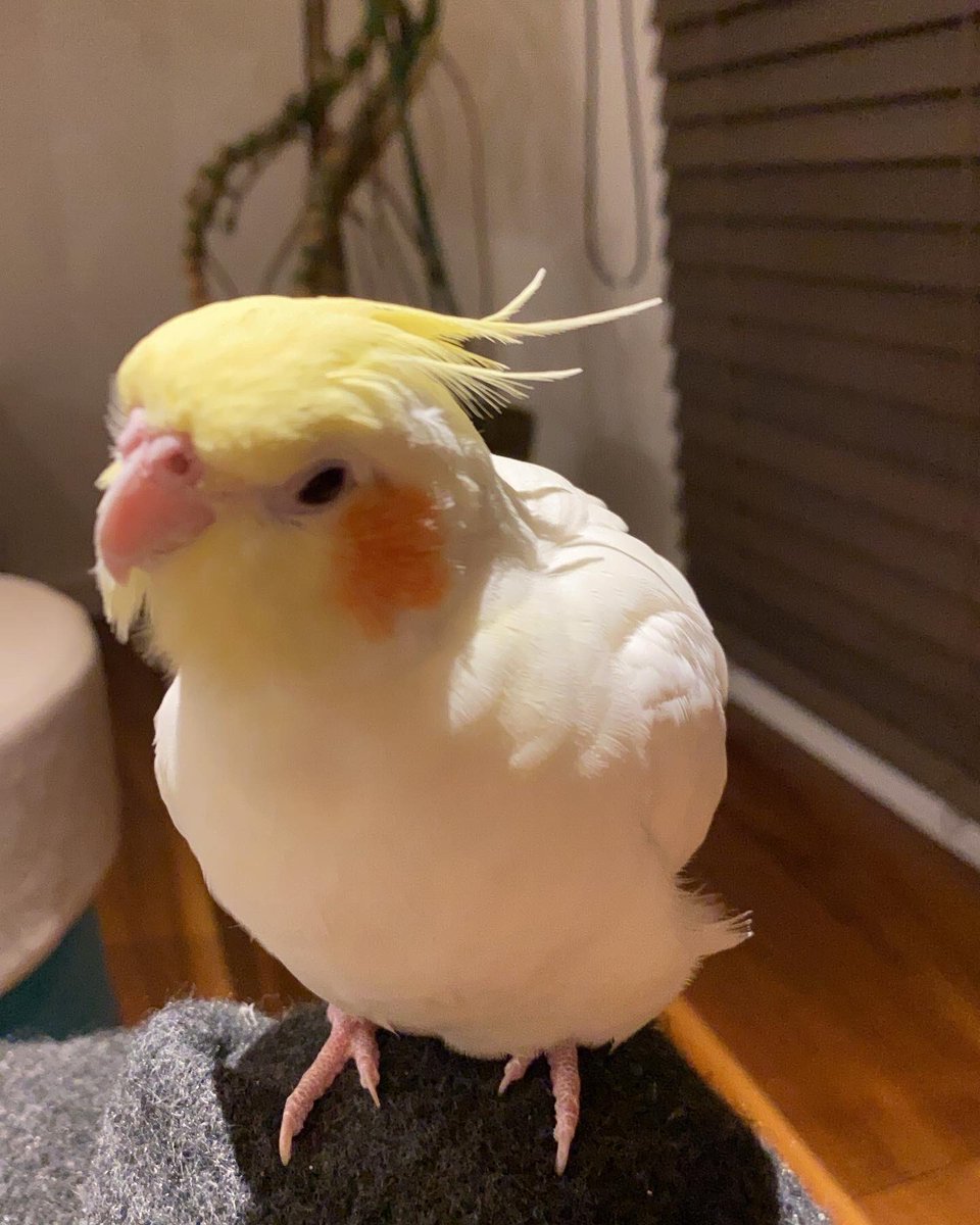 animal_rescue03's tweet photo. りんごちゃん、1つの情報が家族の光になります…

2022年9月23日、兵庫県加古川市加古川町で、オカメインコのりんごちゃんが迷子になりました。

見かけた方、保護された方はご連絡下さい。
どんな情報でもお待ちしています。

DM または @omotieseまでお願いします🙏
#迷子インコ #オカメインコ #加古川市 #兵庫迷子 #拡散希望
