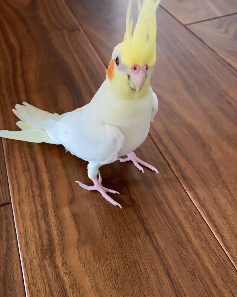 animal_rescue03's tweet photo. りんごちゃん、1つの情報が家族の光になります…

2022年9月23日、兵庫県加古川市加古川町で、オカメインコのりんごちゃんが迷子になりました。

見かけた方、保護された方はご連絡下さい。
どんな情報でもお待ちしています。

DM または @omotieseまでお願いします🙏
#迷子インコ #オカメインコ #加古川市 #兵庫迷子 #拡散希望