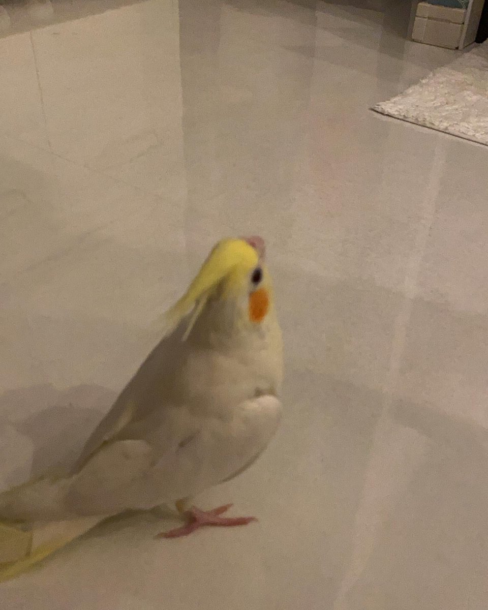 animal_rescue03's tweet photo. りんごちゃん、1つの情報が家族の光になります…

2022年9月23日、兵庫県加古川市加古川町で、オカメインコのりんごちゃんが迷子になりました。

見かけた方、保護された方はご連絡下さい。
どんな情報でもお待ちしています。

DM または @omotieseまでお願いします🙏
#迷子インコ #オカメインコ #加古川市 #兵庫迷子 #拡散希望