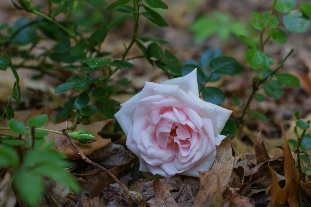 GoodSpaGuide's tweet photo. A massage or facial, a 15m pool and lunch in a 200-acre estate - Kallima's Last Rose of Syon runs until 31 October. #London https://t.co/Rdh0sgz42z https://t.co/uRrnfJkMFZ