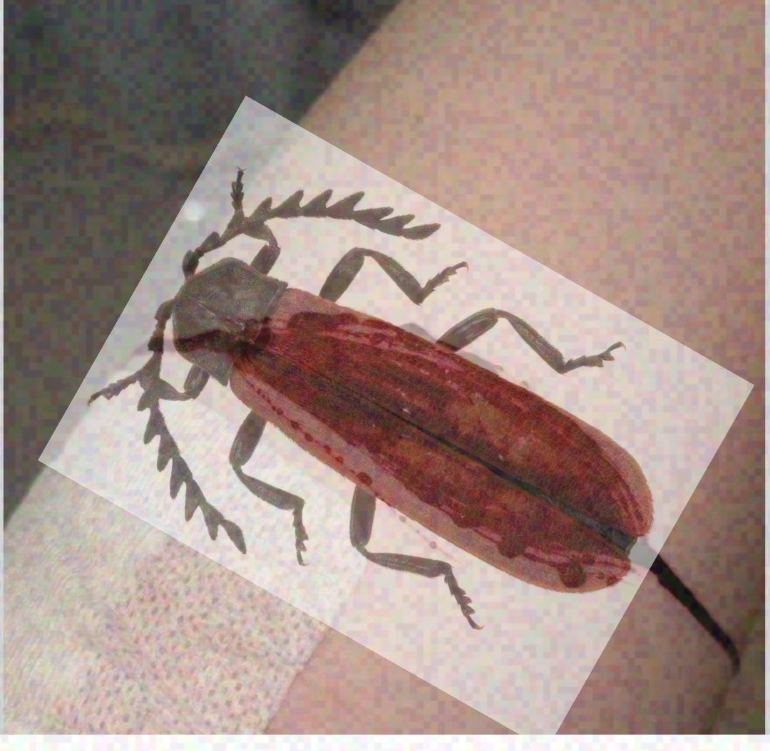 Luumfy's tweet photo. #redbeetle cute little bug on my leg https://t.co/6yGf9DqmMl