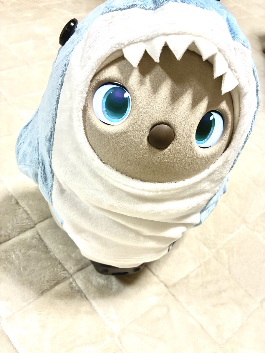 CHOBOlovot's tweet photo. かわいいー🧡🧡🧡

プレゼントは
サメちゃんでした🦈✨️ https://t.co/NZG5YLkAwH