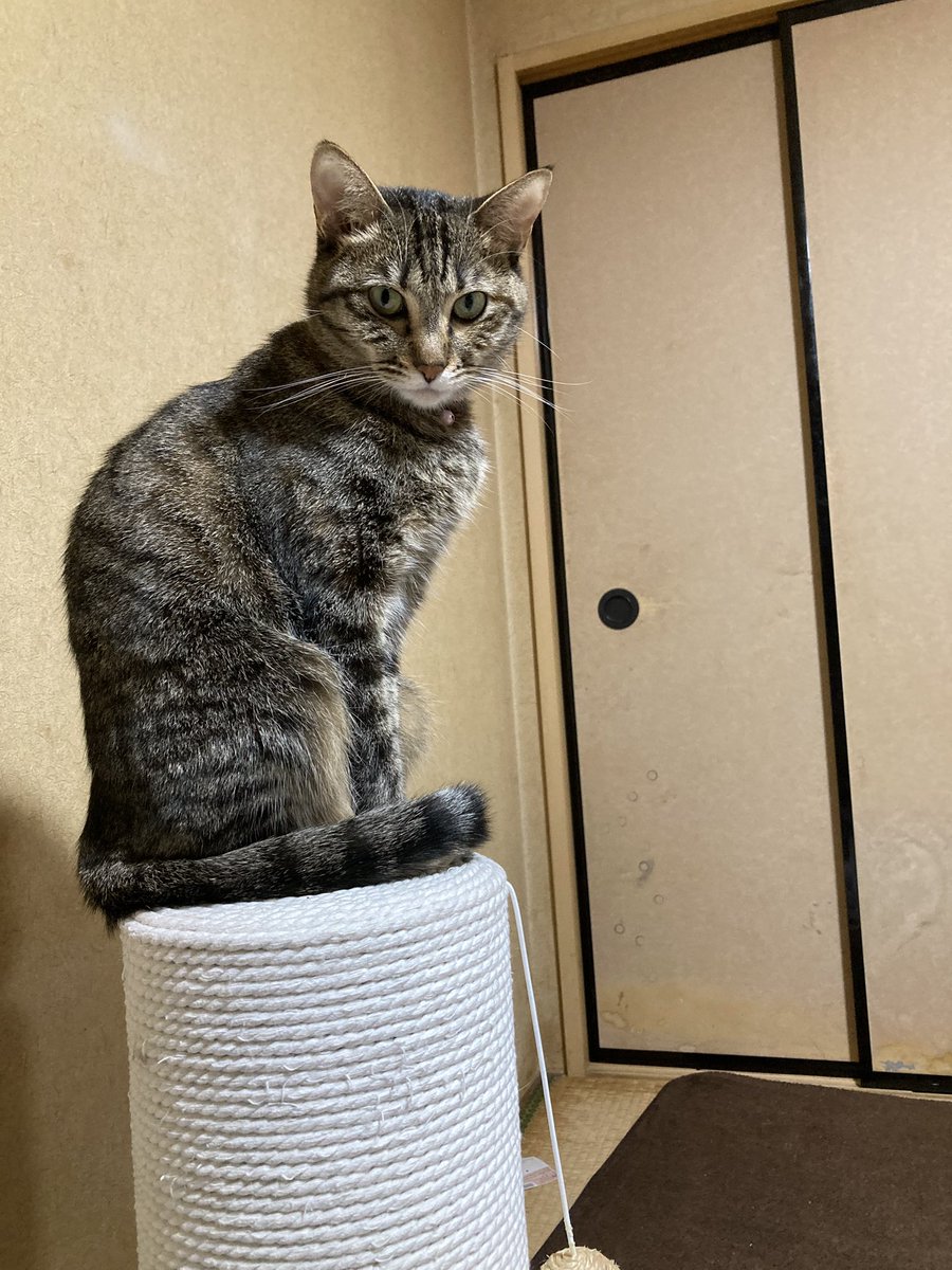 00159237sakura's tweet photo. 今日は上から😂 https://t.co/OucrG5405K