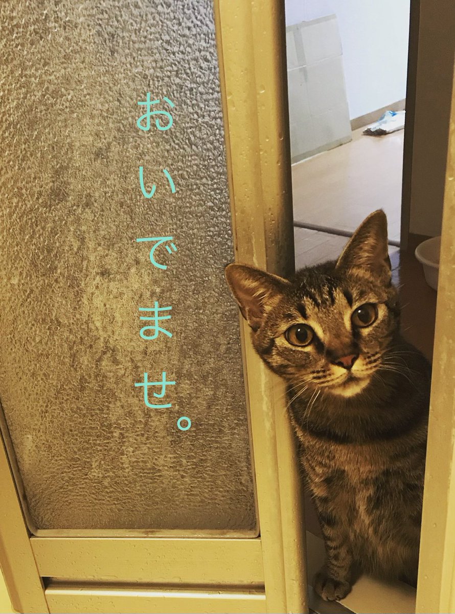 4x16x64's tweet photo. 【こっちはラブコメ】

4時の窓 第2回公演
A『ラブ❤︎エクスマキナ】

11/7(土)13:00／19:00
11/8(日)14:00

@ in→dependent theatre 1st

前売2,800円
https://t.co/6AEF99wKrR

芥川涼
厚見歩花
上村海渡
大背戸陽介
貴島翔舞飛
北風/劇団スターダスト日本
清家サキ
東條友葵
織田美帆/4時の窓 https://t.co/WbvrlfXHeQ