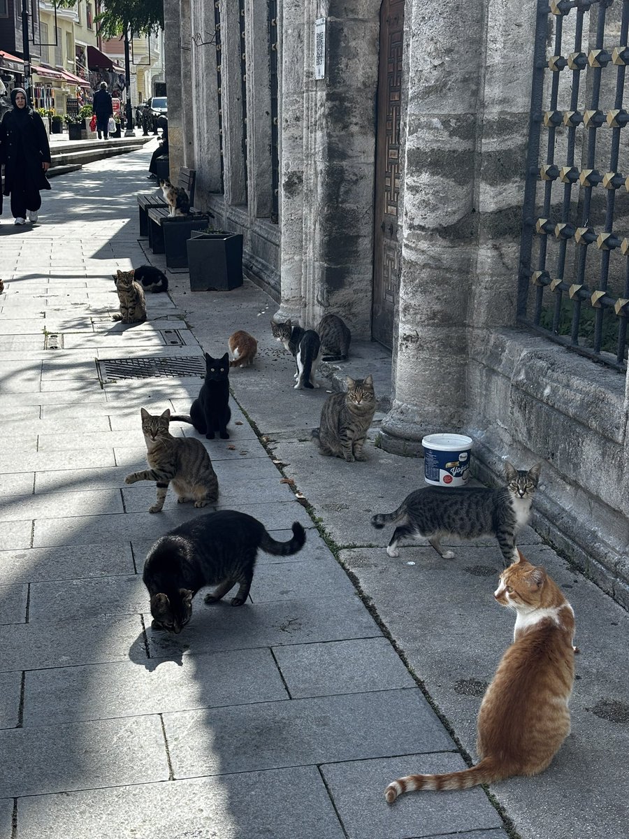 deerenogli's tweet photo. İstanbul’un gerçek sahipleriyle karşılaşma anı https://t.co/ObVUlk42o8