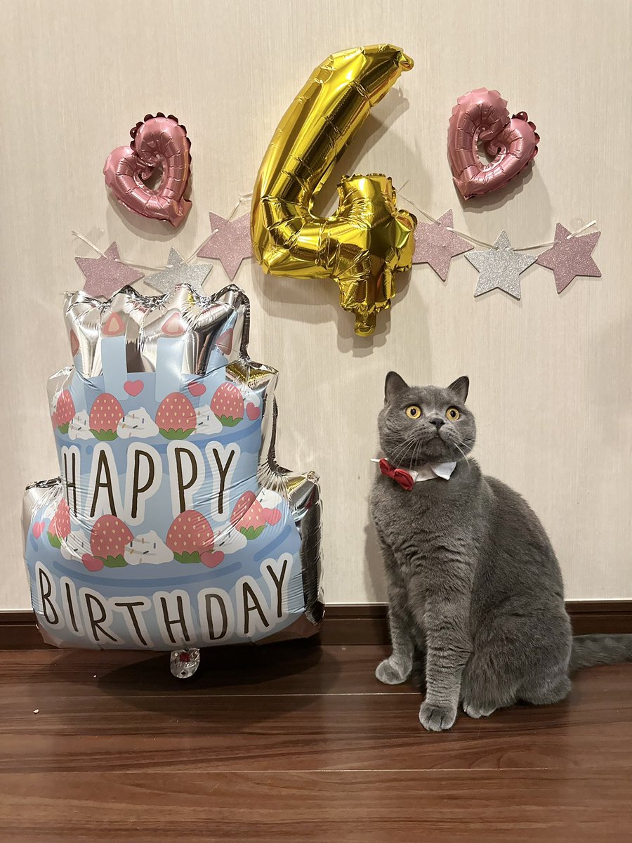 tenka0619's tweet photo. 今日でシュウマイが4歳！
おめでとう🎉 https://t.co/zBr0Cpnmmr