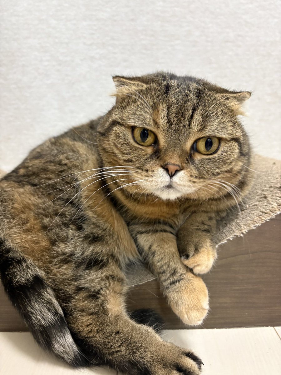 comcomcom_0620's tweet photo. https://t.co/BJZPw9rHso

気になってるくせに気にしてないフリするちこちゃん https://t.co/hM7aVeIQXh