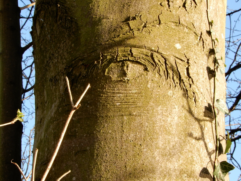 yonderspell's tweet photo. The all-seeing eye...
#Trees #Tuesdaytrees #thicktrunktuesday https://t.co/kEMfwMUUJ8