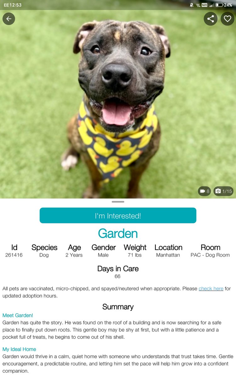 samj_jane's tweet photo. 🐶❤️ #Dogoftheday 66days in care
2yr old Garden was found on a roof he's a friendly loving lad shy at 1st but warms up quickly with lots of treats hes been here long enough it's time for his Furever 🏡
https://t.co/Glm4sAagXJ
#Adoptme #Foster #Rescue a lifetime of love awaits u https://t.co/TkRxd0lb1B