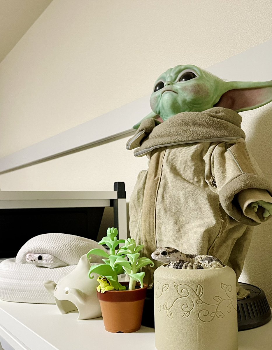 Nell_python tweet picture