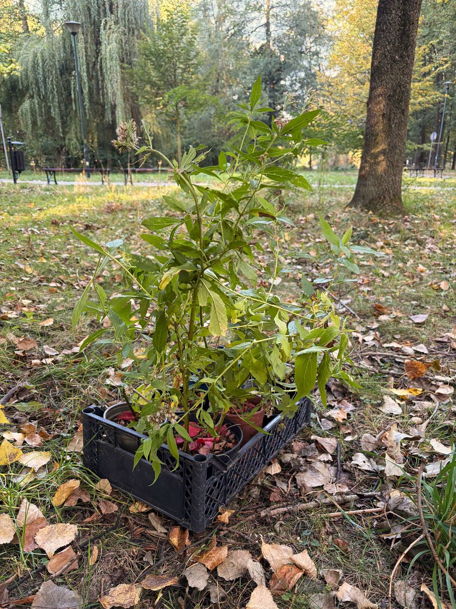 krakow_pl's tweet photo. #Krakow #LesneRuno #rosliny #ParkKosciuszki #Planty #ParkRzecznyDrwinka #SadzenieRuna #ZZM
Planty, Park Kościuszki i Park rzeczny Drwinka - w tych miejscach Zarząd Zieleni Miejskiej posadził dziś dzikie gatunki roślin charakterystycznych dla leśnego runa.
To następny etap działań, których celem jest odtwarzanie naturalnych zbiorowisk roślinnych w miejskich parkach.
https://t.co/oHP5W8w2ht
📷ZZM