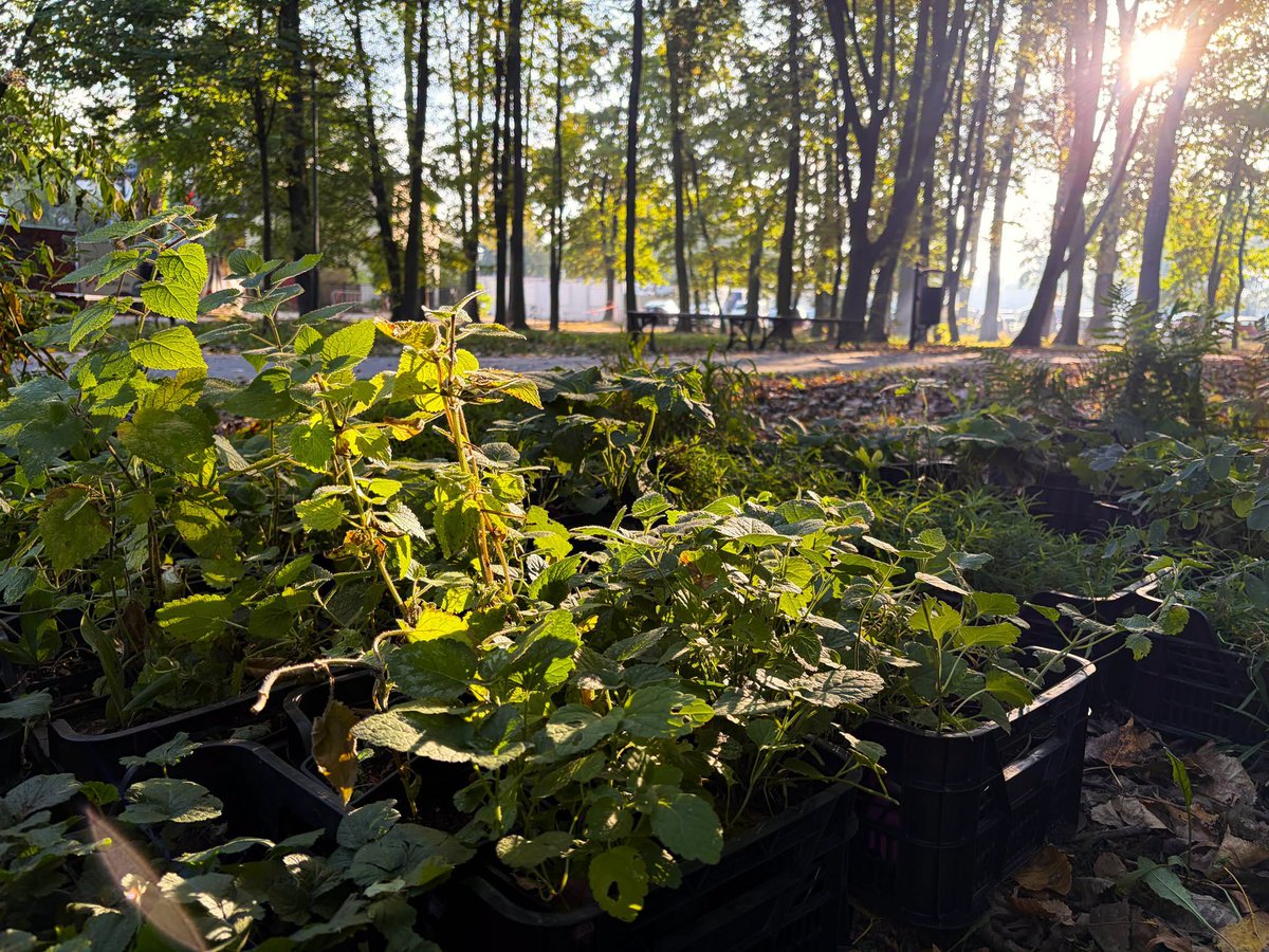 krakow_pl's tweet photo. #Krakow #LesneRuno #rosliny #ParkKosciuszki #Planty #ParkRzecznyDrwinka #SadzenieRuna #ZZM
Planty, Park Kościuszki i Park rzeczny Drwinka - w tych miejscach Zarząd Zieleni Miejskiej posadził dziś dzikie gatunki roślin charakterystycznych dla leśnego runa.
To następny etap działań, których celem jest odtwarzanie naturalnych zbiorowisk roślinnych w miejskich parkach.
https://t.co/oHP5W8w2ht
📷ZZM