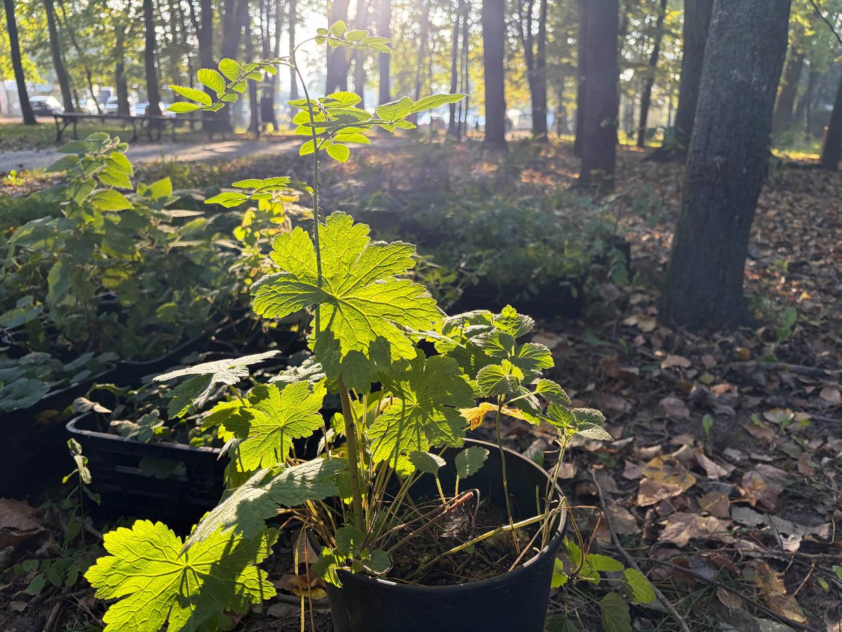 krakow_pl's tweet photo. #Krakow #LesneRuno #rosliny #ParkKosciuszki #Planty #ParkRzecznyDrwinka #SadzenieRuna #ZZM
Planty, Park Kościuszki i Park rzeczny Drwinka - w tych miejscach Zarząd Zieleni Miejskiej posadził dziś dzikie gatunki roślin charakterystycznych dla leśnego runa.
To następny etap działań, których celem jest odtwarzanie naturalnych zbiorowisk roślinnych w miejskich parkach.
https://t.co/oHP5W8w2ht
📷ZZM