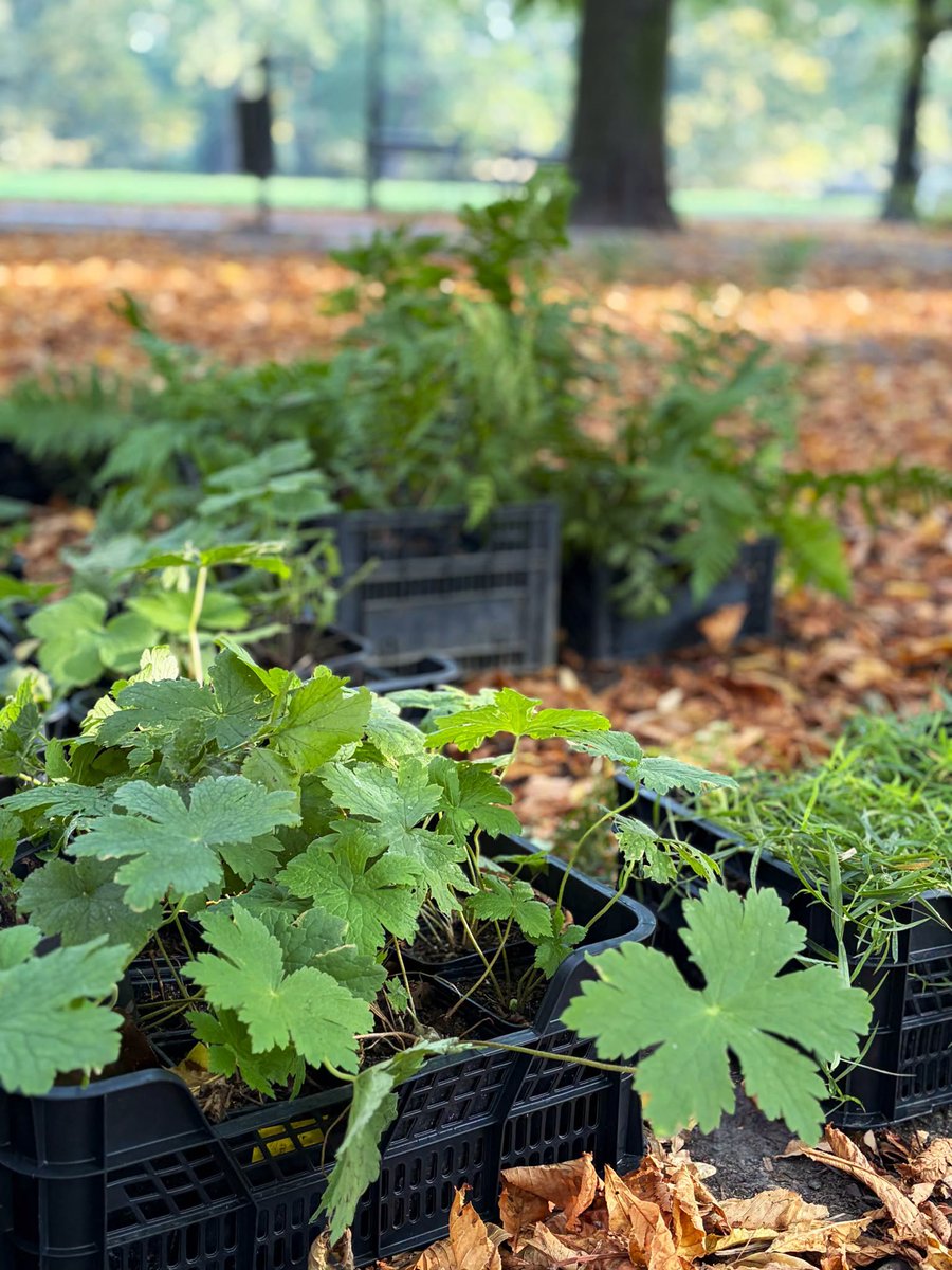 krakow_pl's tweet photo. #Krakow #LesneRuno #rosliny #ParkKosciuszki #Planty #ParkRzecznyDrwinka #SadzenieRuna #ZZM
Planty, Park Kościuszki i Park rzeczny Drwinka - w tych miejscach Zarząd Zieleni Miejskiej posadził dziś dzikie gatunki roślin charakterystycznych dla leśnego runa.
To następny etap działań, których celem jest odtwarzanie naturalnych zbiorowisk roślinnych w miejskich parkach.
https://t.co/oHP5W8w2ht
📷ZZM