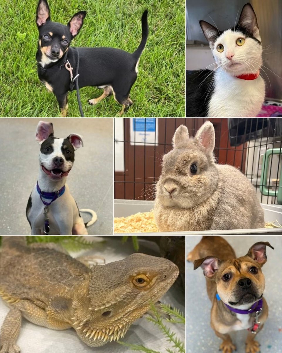 FiveOClockSteak's tweet photo. We are donating in October to @WiscHumane, which works on behalf of our furry &amp; feathered friends.

Learn more about their great work at https://t.co/EH216JakyN.

Reservations:  (414) 342-3553.

#community #fourleggedfriends #mansbestfriend #pets #nonprofit #catlovers #giveback https://t.co/13ChHnRvQo