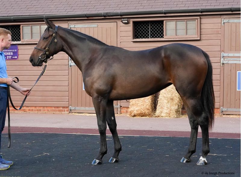 AgaKhanStuds's tweet photo. 👀"She's a filly that everyone liked a lot [...] She just looks like there's a heck of a lot of upside, and we're happy to have her. Sea The Stars? He's off the wall, isn't he?!"
@TedDurcan on lot 41, a filly by #SeaTheStars bought 700,000gns at Tattersalls for the Heider Family. https://t.co/z71p5QM3Ht