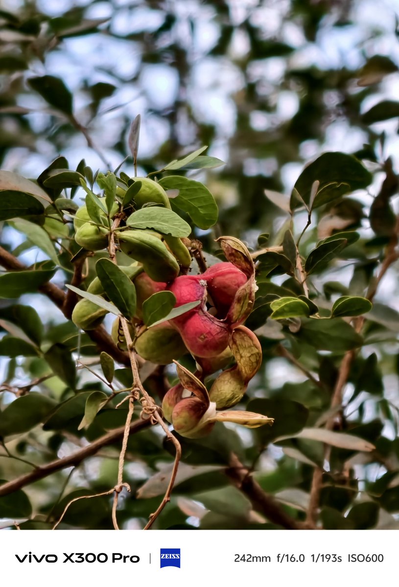 GrootMLife's tweet photo. Manila Tamarind. 
Fruit Photo 📷 https://t.co/NPrXQ1LNfX