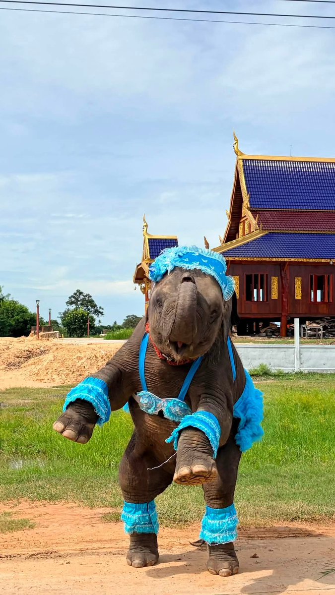 Aloha58936680's tweet photo. @thebanditeye สะโพกขนาดเน้. เซะซี่ขนาดไหนนน https://t.co/XzBTBnLsDB
