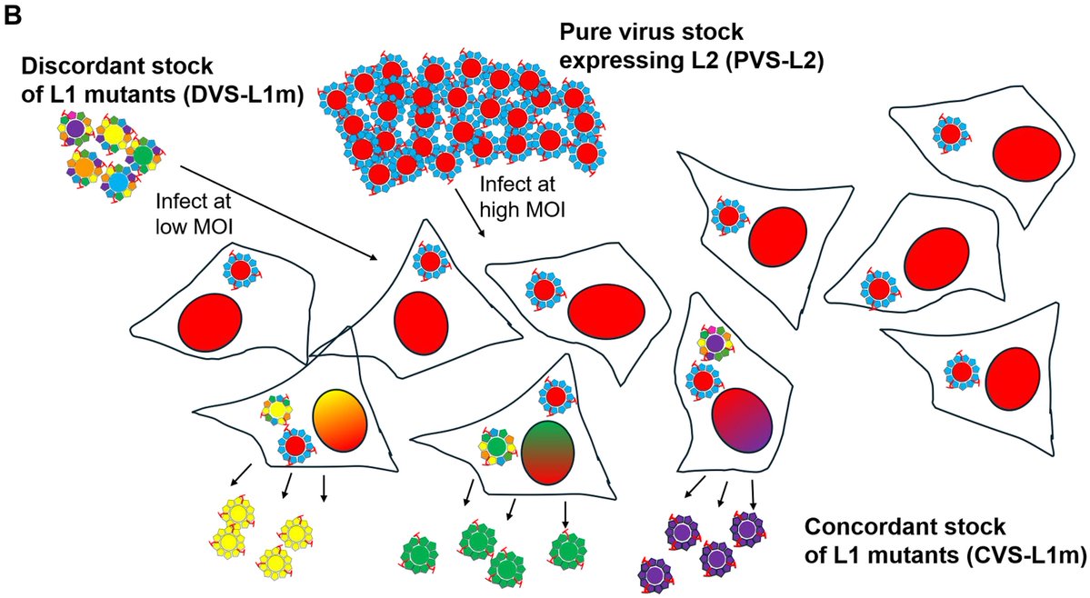 ScienceAdvances's tweet photo. Researchers have designed a transformative platform that identifies and isolates HPV mutants from complex virus libraries based on their selectable phenotypes, enabling studies of HPV biology and helping improve HPV vaccines. @YaleGenetics https://t.co/ix1ljaxw2G https://t.co/2IdDKAd7j9