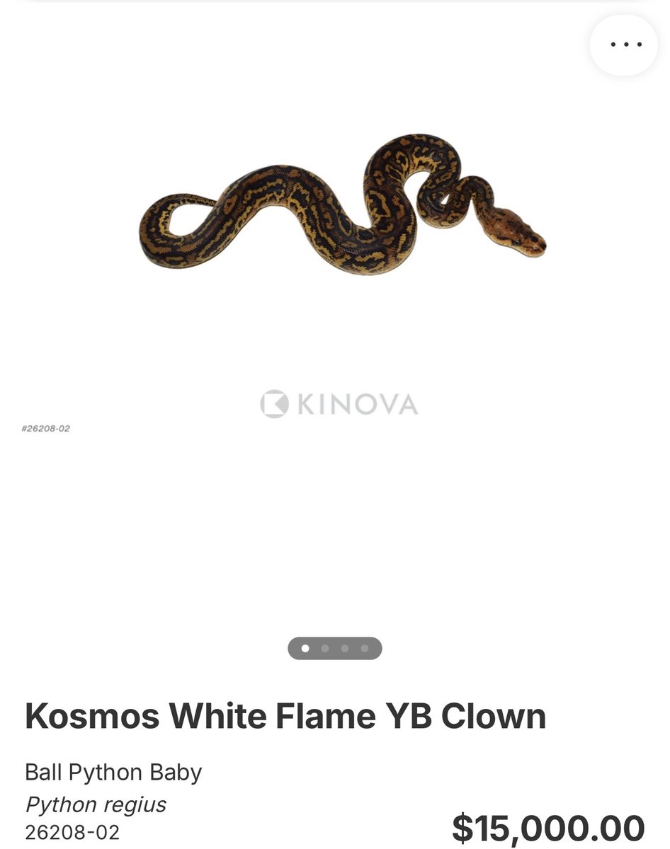 06importservice's tweet photo. 【KINOVA】

0.1 Kosmos White Flame YB Clown

¥2,717,823〜3,592,254円

個体セレクトのご相談も可能です。
お問い合わせは、公式LINEより承っております。

#KINOVA
#ボールパイソン代行輸入便
#ボールパイソン
#Ballpython
#06shockwave https://t.co/BceICwAMOv