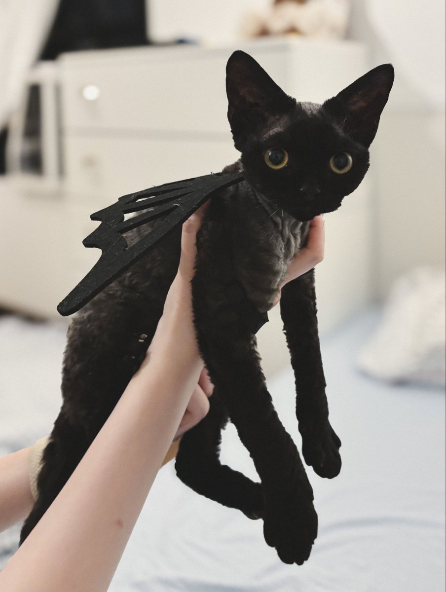 yoru_devon_rex's tweet photo. ハロウィンの衣装合わせはバッチリだね、よるちゃん https://t.co/9daHz8zYMe