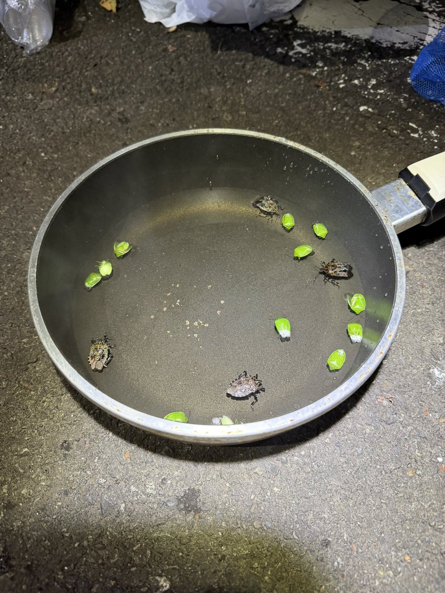 neicharu's tweet photo. ネイチャルでカメムシコーラ作り体験を開催しました。今年豊作のカメムシと、ライムを調合して皆さん各々一番コーラの香りになる量を見つけていました。

今年大発生したので来年は裏年になるかもしれません。
またカメムシが湧く時にお会いしましょう！

https://t.co/8F0Fgkgke3 https://t.co/8CtVcJc6tk