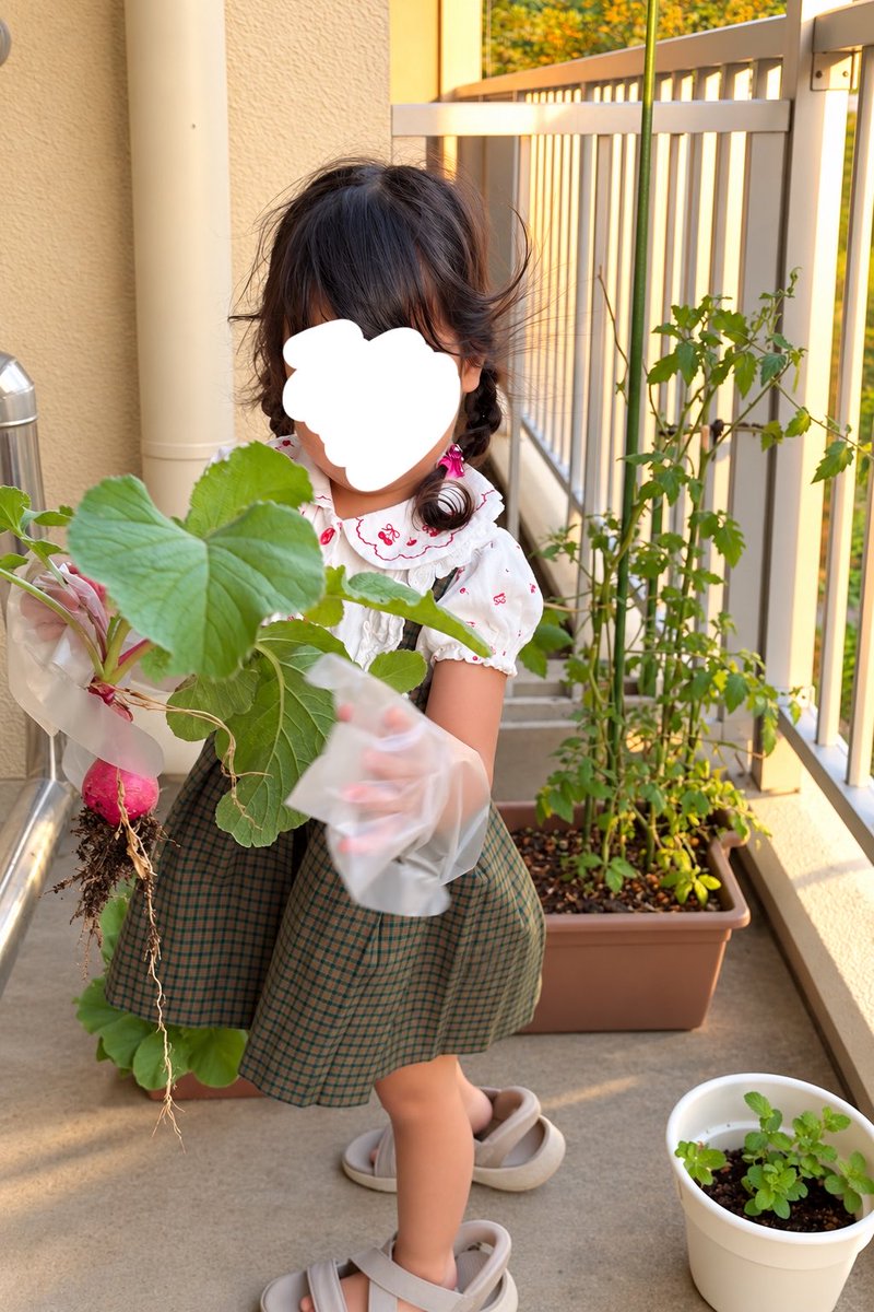 coconity's tweet photo. ラディッシュ収穫だよ✨️ https://t.co/b2L20a1qhv