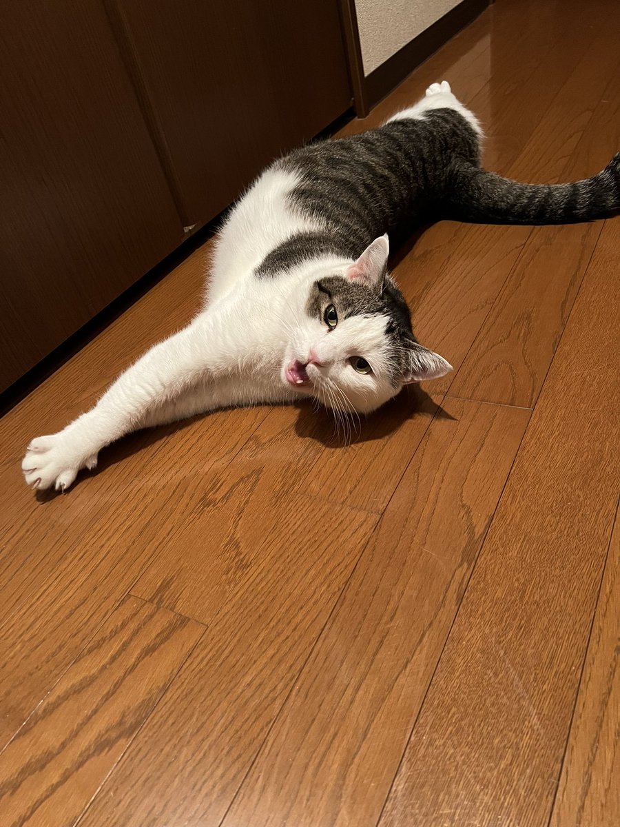 kuugachannel's tweet photo. ただいまクウガ
#ねこ #クウガ
#猫のいる暮らし𓏲𓎨 #猫のいる生活 https://t.co/WhWnfVtZOa