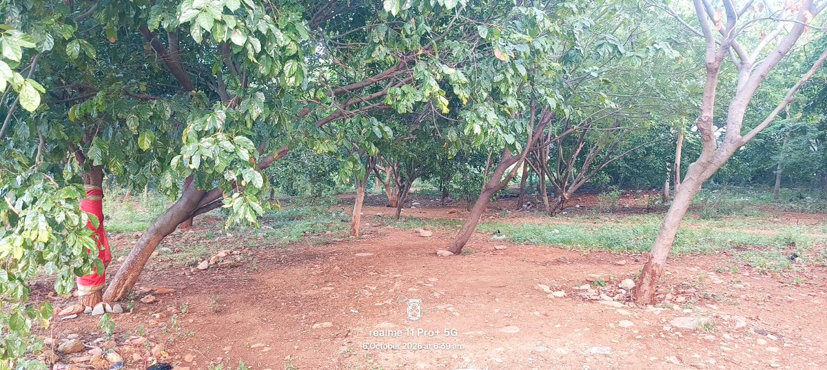 TB_Board's tweet photo. Plantation of Saplings all along the canal by HLC No 1 Sub Division on 06.10.2026
#SpecialCampaign6 #SwachhataHiSeva #SwachhBharat #TungabhadraBoard #TBDam #CleanIndia #GreenIndia https://t.co/MexFDO36ja