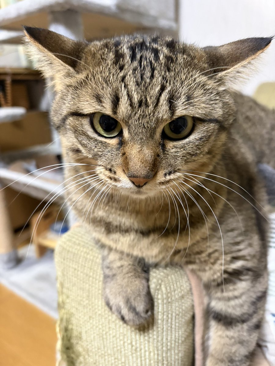 ixitnim's tweet photo. ガチギレしてる時の顔
#ねこ https://t.co/iiSLutWxzq