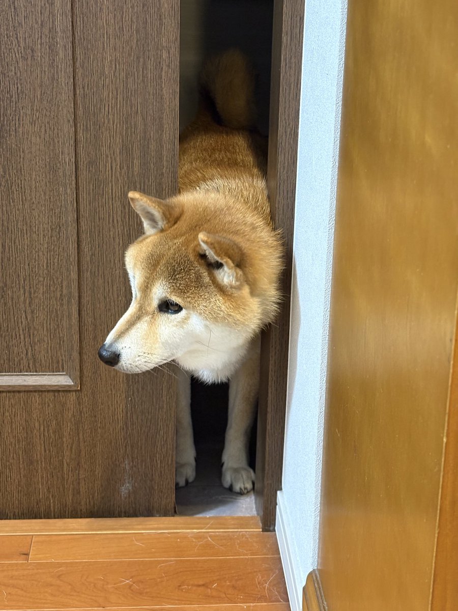 zack9119's tweet photo. 挟まってて入れない。切ない目😂

#ワンコ #柴犬 #柴犬のいる暮らし https://t.co/bezDFXy0fE